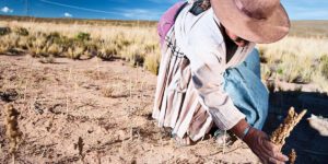 Read more about the article Ni la carne es tan mala ni la quinua tan buena