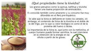 Read more about the article ¿Qué propiedades tiene la kiwicha? – Enero 13, 2017