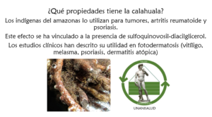 Read more about the article ¿Qué propiedades tiene la calahuala? – Enero 12, 2017