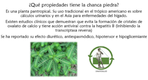 Read more about the article ¿Qué propiedades tiene la chanca piedra? – Mayo 19, 2018