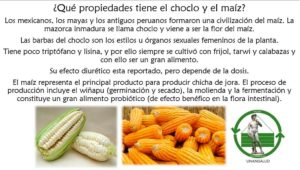 Read more about the article ¿Qué propiedades tiene el choco y el maíz? – Mayo 8, 2019