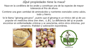 Read more about the article ¿Qué propiedades tiene la maca? – Enero 14, 2017