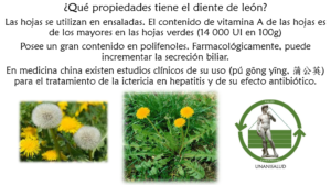 Read more about the article ¿Qué propiedades tiene el diente de león? – Febrero 2, 2017