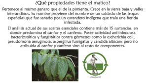 Read more about the article ¿Qué propiedades tiene el matico?