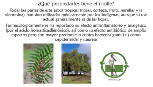 Read more about the article ¿Qué propiedades tiene el molle? – Marzo 14, 2017