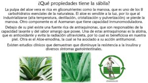 Read more about the article ¿Qué propiedades tiene la sábila? – Febrero 24, 2017